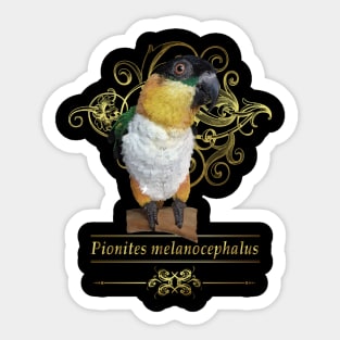 Caique Sticker